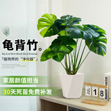雅致40-50cm龟背竹花卉盆栽客厅绿植室内好养办公室桌面摆件源头直发