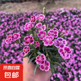 欧石竹花苗初吻多年生四季开花草坪盆栽耐寒耐旱宿根粉贝康乃馨 初吻石竹6盆约10cm高原盆土 含盆