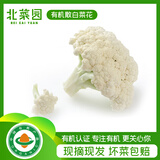 北菜园菜花有机散白菜花350g新鲜有机蔬菜【进店多样加购】花菜