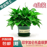 绿萝盆栽室内客厅绿植花卉 家用净化空气绿箩植物吸除甲醛吊兰 高26CM【加仑盆+托盘】4盆+5肥