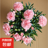 康乃馨盆栽花苗带花苞室内阳台庭院花卉绿植鲜花好养四季开花不断 康乃馨带花苞【水粉色】 不含盆