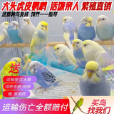 万宠汇 鸟活体虎皮鹦鹉笼养牡丹玄风活鸟学说话手养小太阳鹦鹉宠物鹦鹉 随机大头金彩鹦鹉1只公母可备注