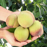 京氿生山东青州蜜桃脆甜桃子秋毛桃青色硬桃子小冬桃当季新鲜水果包邮 自吃【净重4.5斤】单果70g+