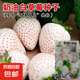 奶油白草莓种籽子四季白草莓种子蔬菜种孑红颜家庭盆栽阳台种植 奶油白草莓种子/包约100粒 5包