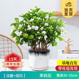 开时果 茉莉花盆栽浓香型 桌面绿植物阳台花卉树苗盆景摆件源头直发包邮 精品茉莉花5-10株【淡墨瓷盆】