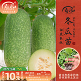 寿禾 蔬菜苗活苗带土发货大全菜苗种苗春夏各种秧苗山东寿光苗子阳台 小冬瓜苗5棵