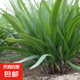 新韭菜根香韭菜根小叶韭菜根大叶韭菜根四季可栽好养活的庭院绿植 宽叶韭菜根200棵送肥