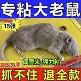 老鼠强力贴粘鼠贴粘鼠板老鼠贴超强力搭老鼠一窝端神器老鼠药特效 1张装 【贵在运费 多张购买更划算】