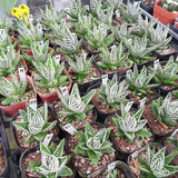 采缇（CAITI）【万人选购】多肉植物带盆 水晶玉露多肉植物幼儿园盆栽 天使之泪 原盆原土