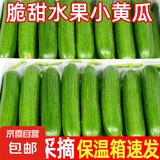 山东寿光水果黄瓜生吃脆新鲜荷兰青瓜当季无刺小黄瓜源头直发 精品水果黄瓜1斤尝鲜 1斤