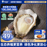 贝司令（BEISILING）【鲜活】乳山生态生蚝牡蛎贝类烧烤源头直发XL净重4斤 海鲜水产