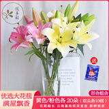 悦多彩AB级优质香水百合 家庭办公室各色生活鲜花 昆明基地 现采直发 百合组合40朵（黄色/粉色各20朵）