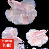 【泰国进口精品斗鱼】观赏鱼苗金鱼热带好养耐活体淡水半月婚纱鱼 S级*粉白公下单送鱼食