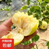 山东新下头茬黄河蜜罐景甜5号 景甜5号3-3.5斤