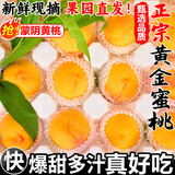 粤迎山东蒙阴黄桃黄毛桃黄肉黄毛桃黄金蜜桃当季水果爆汁现摘黄肉蜜桃 5斤精选果【老农手挑】净4.5斤
