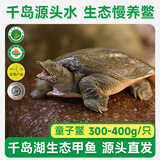 片言片鱼【活鲜】千岛湖甲鱼清水鳖 童子鳖300-400g 1只源头直发包邮