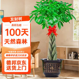 植男植女发财树辫子客厅大型盆栽室内绿植好养办公室开业招财树源头直发