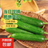 新鲜现摘水果小黄瓜嫩青瓜生吃蘸酱脆甜无刺小青瓜特级山东蔬菜 带箱1斤 单果70g起