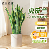 植男植女大型金边虎皮兰植物客厅卧室办公室绿色观叶花卉绿植盆栽源头直发