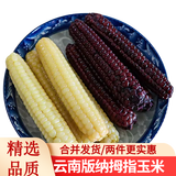 滇味十足（DIANWEISHIZU）云南西双版纳拇指小玉米宝宝代餐软糯香甜早餐玉米健康代餐 【白糯8+紫糯8】