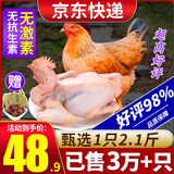 柒岛清远鸡生鲜广东土鸡整只农家散养走地鸡童子鸡特产 清远鸡1只【2.1斤/只】