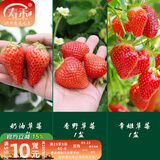 寿禾草莓苗带土发货大苗寿禾苗场四季带盆栽好夏秋批发奶油秧苗 【组合3盆】香野章姬奶油各1盆