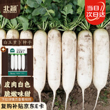 北蔬 白萝卜种子甜脆南北方秋冬季蔬菜种籽 白玉萝卜种子10g约1200粒