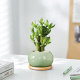 爱优尚荷花竹富贵竹植物客厅转运盆栽办公室内桌面青盆景源头直发