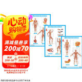 人体肌肉神经解剖挂图（3张）/套西医解剖图 医学卫生保健图 经络穴位挂图 家庭养生保健图
