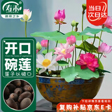 寿禾 碗莲种子苗荷花水培无土栽培花种籽 潍育寿艺开口碗莲种子30粒*2