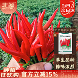 北蔬 辣椒种子种苗单生指天椒红辣椒四季种籽 萨兰娜朝天椒种子300粒
