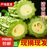 新鲜现摘绿色苦瓜当季凉瓜清脆爽口清热降火新鲜蔬菜生鲜 山东新鲜苦瓜 2斤 带箱