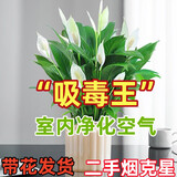 【热销款】白掌一帆风顺盆栽水培植物室内花绿植红掌发财树吸甲醛 特级白掌带花+杏色提拉米苏盆