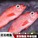 红石斑鱼鲜活冷冻刺少肉厚大红鱼龙胆富贵鱼深海海鱼大鱼新鲜海鲜 红石斑鱼1.8斤-2斤/条 鲜活速冻超大红石斑鱼4条