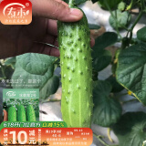 寿禾 旱黄瓜种子强雌籽种各种水果青瓜夏秋四季蔬菜寿光种籽  潍丰冰翡翠2号旱黄瓜种子 60粒