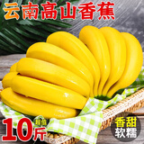 星派果（XINGPAIGUO）云南高山大香蕉10斤新鲜水果薄皮需催熟现摘现发大芭蕉整箱当季 选大香蕉带箱 8.5-10斤装