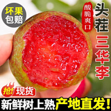 甜萌果蔬三华李【现货】红心李新鲜酸甜孕妇水果银妃红心李子整箱送礼 2斤实惠装【单果约30g+】净重1.8斤