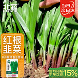 北蔬 紫根韭菜籽种子苗宽叶红根蔬菜种籽 紫根韭菜种子10g约1800粒