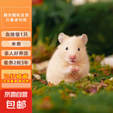 宠物仓鼠活泼活体已打疫苗小可爱仓鼠 公母金丝熊家养耐养易活 米熊1只（仓鼠）