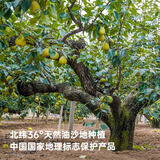 一枝笔爆款莱阳梨汁手提礼品袋*1家庭聚会送礼