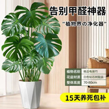 沭之美龟背竹盆栽植物大型绿植精品龟背竹70-80cm+白钻石树脂盆源头直发