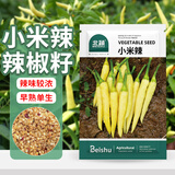 北蔬 小米辣椒种子苗泡椒黄皮朝天椒特辣四季菜种籽 小米辣种子100粒
