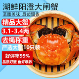 【活蟹】湖鲜阳澄 大闸蟹 去绳足重 3.1-3.4两 10只 鲜活六月黄现货超大螃蟹海鲜礼盒装