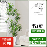 百合竹客厅绿植金边柳叶百合竹真绿植大盆栽老桩造型室内轻奢懒人 细叶百合竹110-130cm+钻石盆