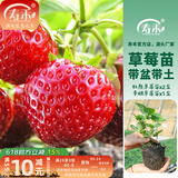 寿禾草莓苗带土发货大苗寿禾苗场四季带盆栽好夏秋批发奶油秧苗 【组合3盆】2盆红颜+1盆章姬苗