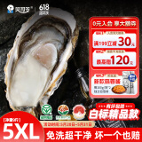 贝司令（BEISILING）【鲜活】乳山生态生蚝牡蛎贝类烧烤源头直发5XL净重9斤 端午聚餐