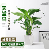 雅致40-50cm天堂鸟盆栽办公室桌面绿植室内好养花卉盆栽菱形源头直发