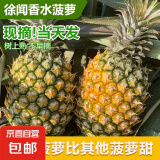 广东徐闻菠萝新鲜水果香水菠萝当季孕妇菠萝非凤梨整箱包邮 净重4.8-5斤 单果650g+