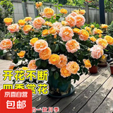 灌木月季花苗盆栽花卉植物庭院阳台好养绿植月季花苗 果汁阳台 高约30-40cm  不含盆