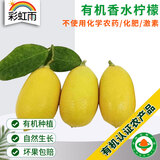 彩虹雨 云南无籽有机香水黄柠檬450g  有机水果生鲜